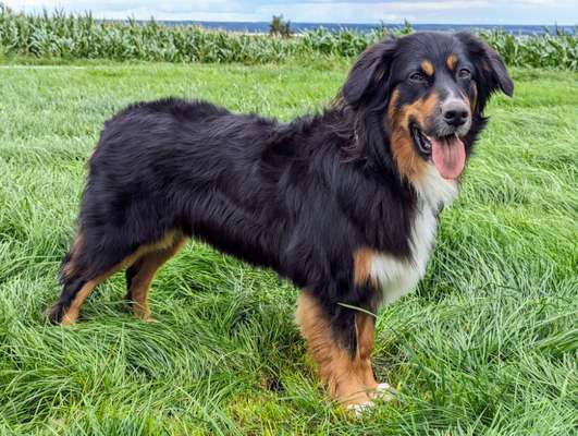 Berner Sennen-Beitrag-Bild