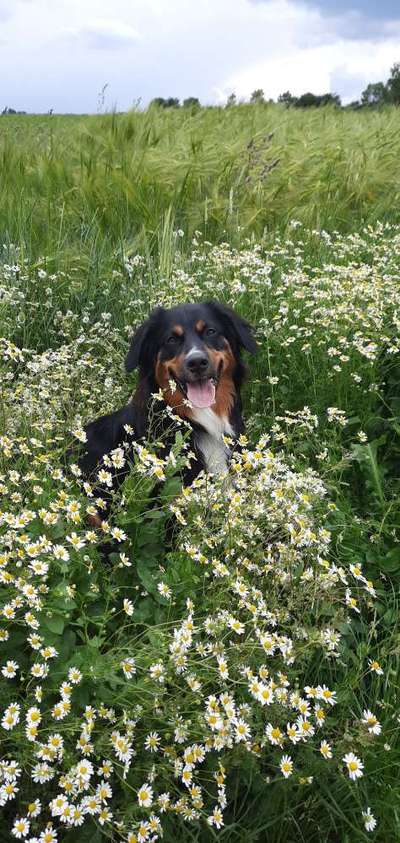 Die Dogorama Kalender Challenge Teil 3/4-Beitrag-Bild