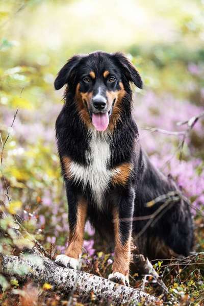 Mischlinge raten - Rätselspaß-Beitrag-Bild