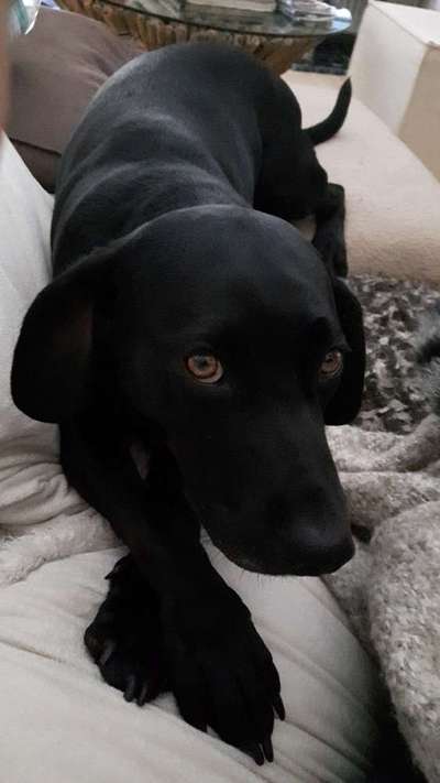 Dogorama Photo Challenge - Hundeblick zum hinschmelzen-Beitrag-Bild