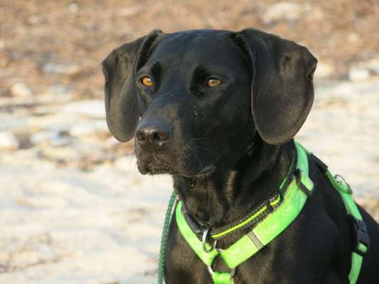 Mischlingshunde Foto Aufruf-Beitrag-Bild