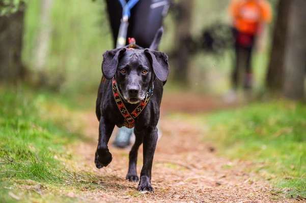 Postet das beste Foto von euren 4 beinern-Beitrag-Bild