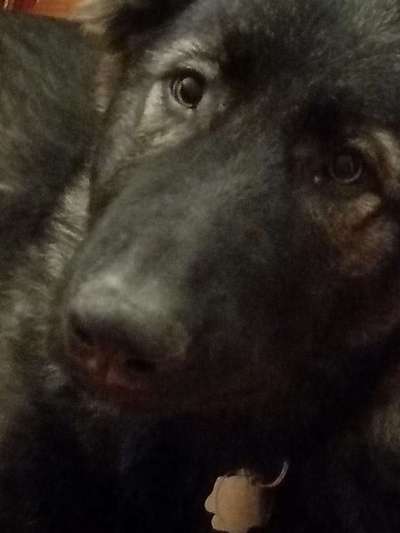 Die Augen Deines Hundes-Beitrag-Bild