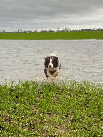 Hundetreffen-Hundebegegnungen-Bild