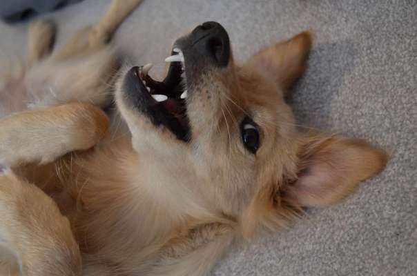 Dogorama Photo Challenge - Spielgesicht-Beitrag-Bild