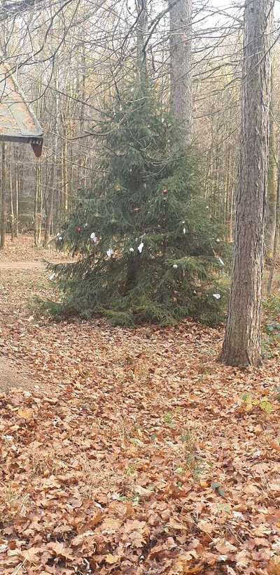 Die wunderschöne Welt mit Hund.-Beitrag-Bild
