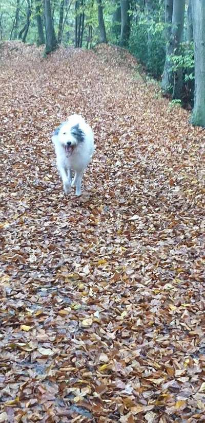 Fotochallenge No. 26                                     Wald und Wiese-Beitrag-Bild