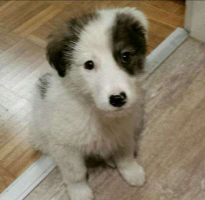 Welpen Bilder !-Beitrag-Bild