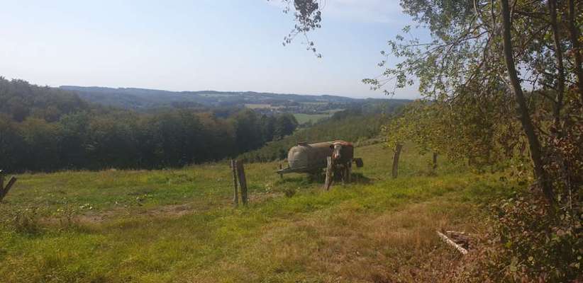 Die wunderschöne Welt mit Hund.-Beitrag-Bild