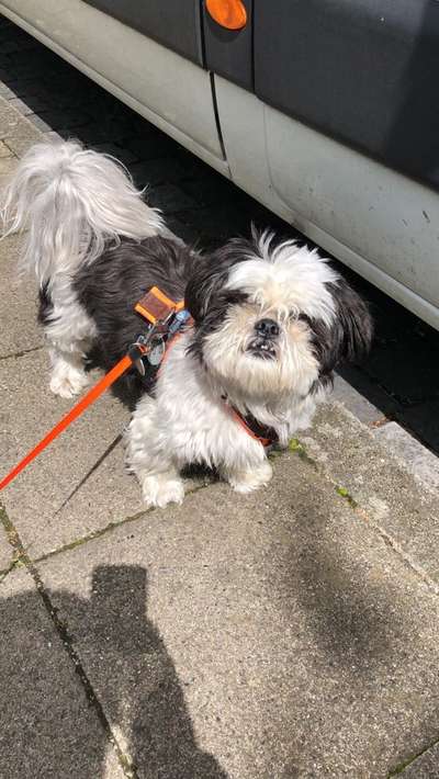 Shih Tzu von Jung bis Senioren-Beitrag-Bild