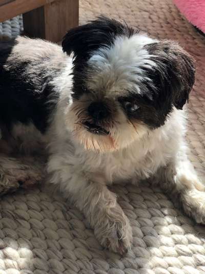 Shih Tzu von Jung bis Senioren-Beitrag-Bild