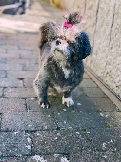 Shih Tzu von Jung bis Senioren-Beitrag-Bild