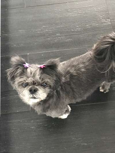 Shih Tzu von Jung bis Senioren-Beitrag-Bild