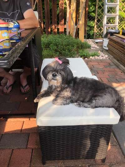 Shih Tzu von Jung bis Senioren-Beitrag-Bild