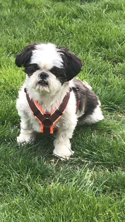 Shih Tzu von Jung bis Senioren-Beitrag-Bild