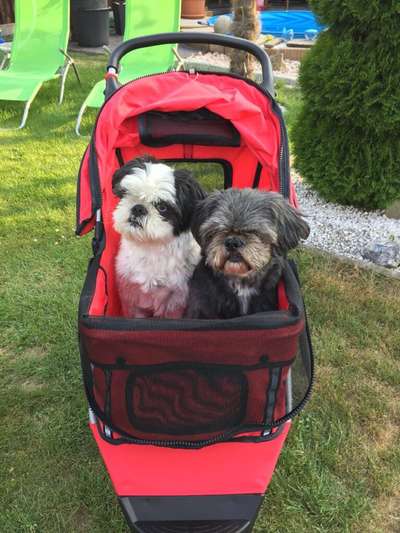 Shih Tzu von Jung bis Senioren-Beitrag-Bild