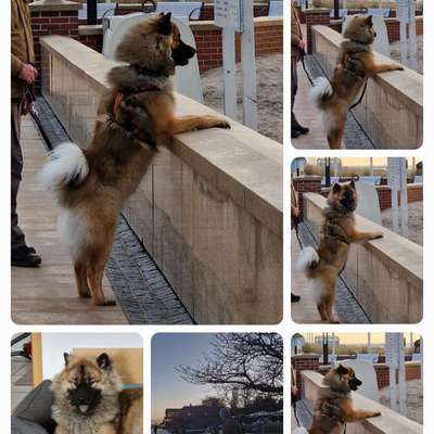 Hundetreffen-Spielfreude in Nordstemmen gesucht