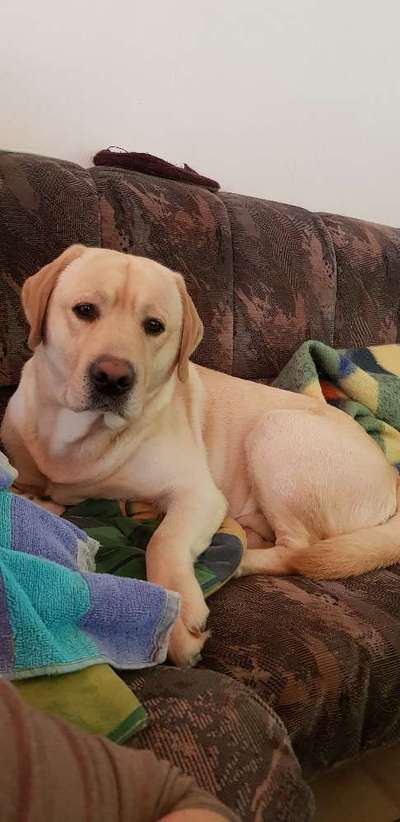 Labradorfans-Beitrag-Bild