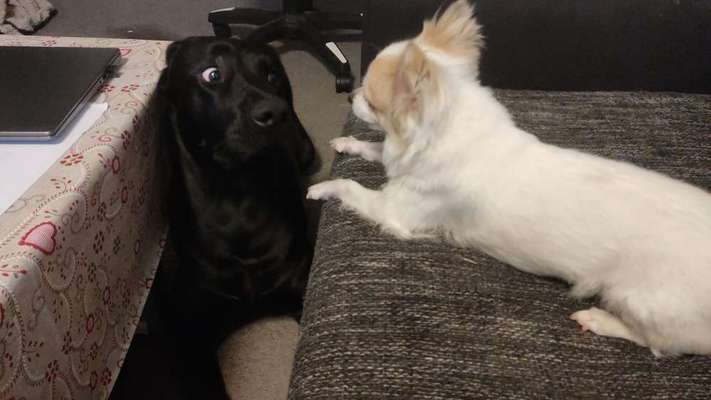 Dogorama Photo Challenge - Hundeblick zum hinschmelzen-Beitrag-Bild