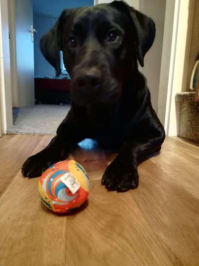 Labradorfans-Beitrag-Bild