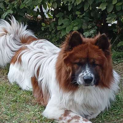 Hundetreffen-Spielen, eingezäunten Platz in Kerpen-Manheim-Bild