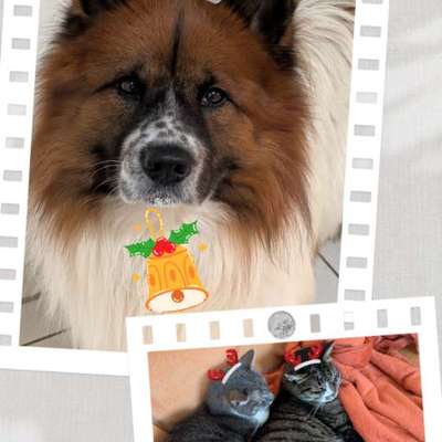 ⁉️🎄 Hund an Weihnachten nicht erwünscht?!-Beitrag-Bild