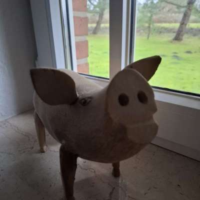 ⁉️🎄 Hund an Weihnachten nicht erwünscht?!-Beitrag-Bild