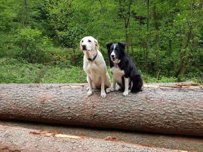 Hundetreffen-Wer möchte sich mal treffen-Bild