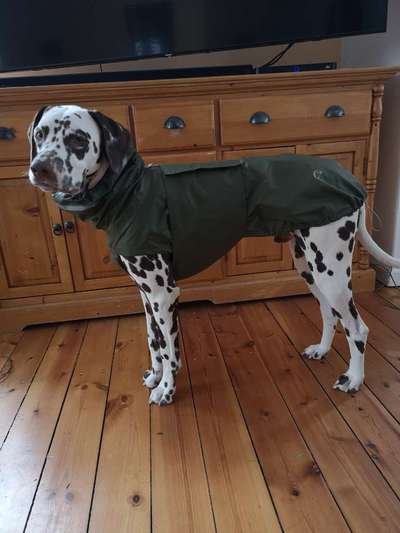 Hundekleidung - Top oder Flop-Beitrag-Bild