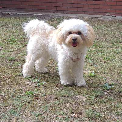 Hundetreffen-Welpen und Kleinehundetreffen-Bild