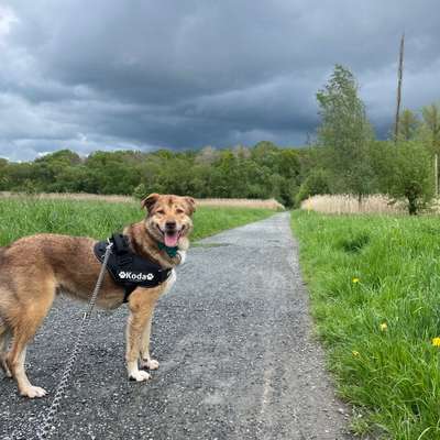 Hundetreffen-Training Hundebegegnungen-Profilbild