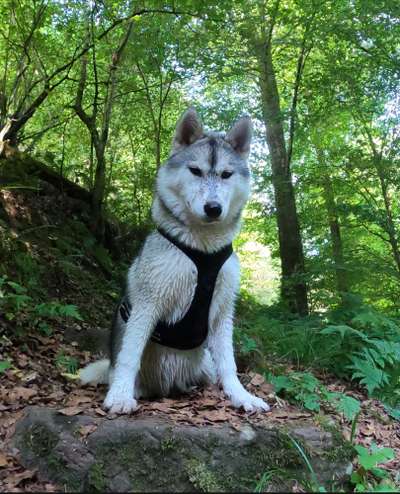 Husky-Beitrag-Bild