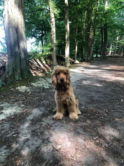 Cocker Spaniel-Beitrag-Bild