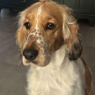 Working Cocker Spaniel - Suche Austausch, wer hat einen?-Beitrag-Bild