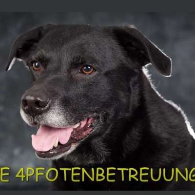 Hundeschulen-4pfotenbtreuung.ch-Bild