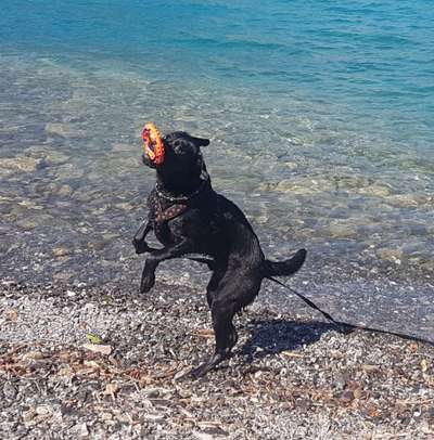 Fotosammlung: ,,Der natürliche Hund" Unbearbeitet, ungestellt und in Natura-Beitrag-Bild