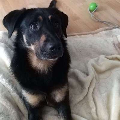 Hundetreffen-Hundetreff für sensible Hunde FOS Augsburg-Profilbild