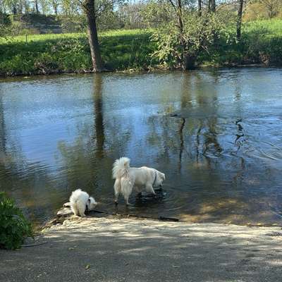 Hundetreffen-Welpentreff Schöntal-Bild