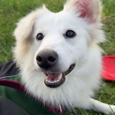 Hundetreffen-Hunde treffen an der Wiese gerne auch regelmäßig-Bild