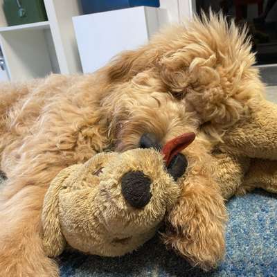 Dogorama Photo Challenge - Lieblingsspielzeug!-Beitrag-Bild