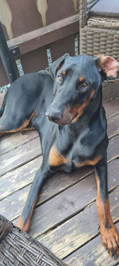 Dobermann Austausch-Beitrag-Bild