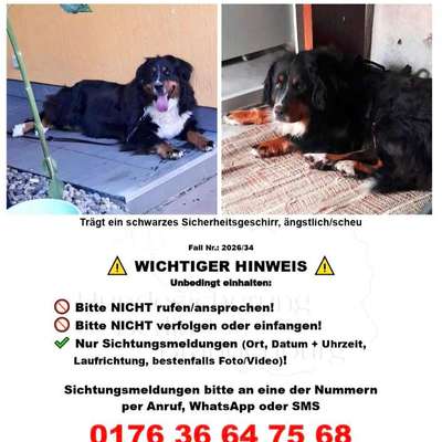 Suchmeldung-Angsthund MALOU-Bild