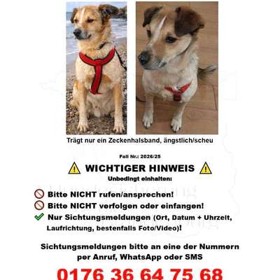 Suchmeldung-ANGSTHUND Flüpö-Bild