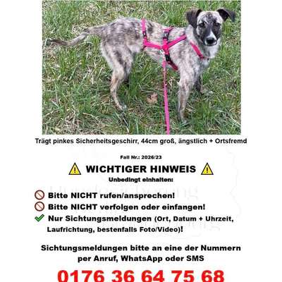 Suchmeldung-Angsthund Ulla-Bild