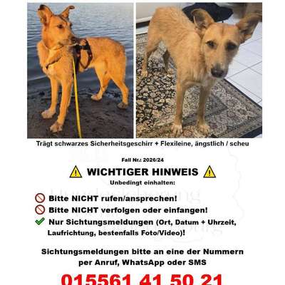 Suchmeldung-ANGSTHUND Nusa-Bild