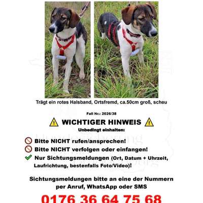 Suchmeldung-NOE (Angsthund)-Bild