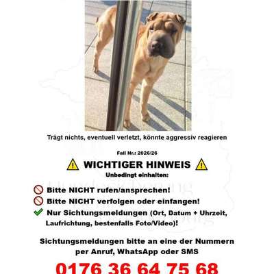 Suchmeldung-ANGSTHUND GESICHTET-Bild