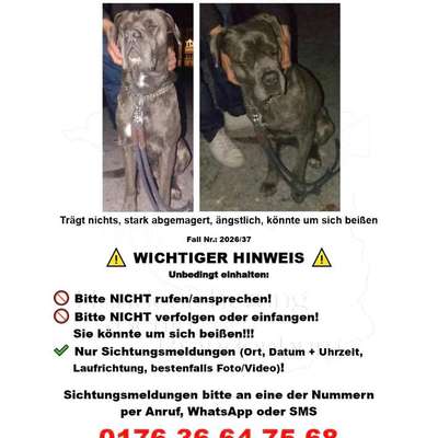 Suchmeldung-Hexe (Angsthund)-Bild