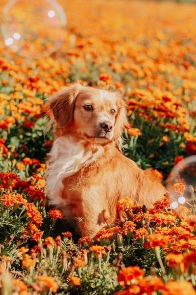 Auslandstierschutz-Beitrag-Bild