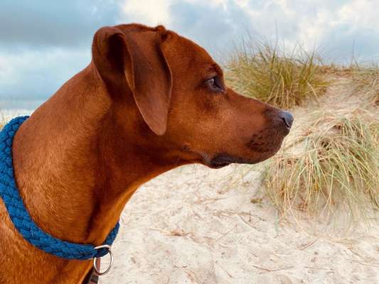 Rhodesian Ridgeback-Beitrag-Bild
